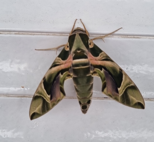 Oleander Hawkmoth