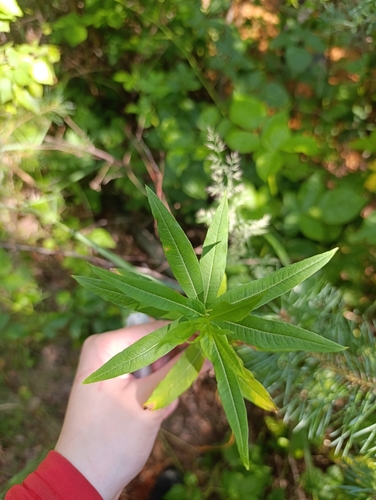 fireweed