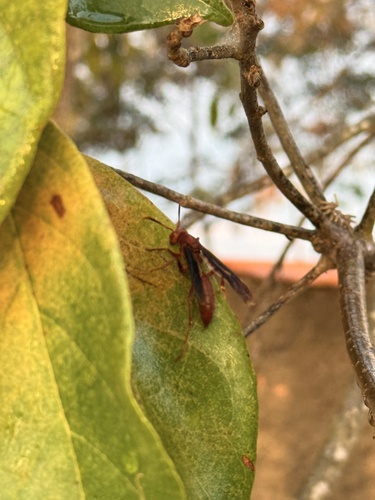 Neotropical Red Paper Wasp