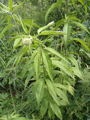 hemp agrimony