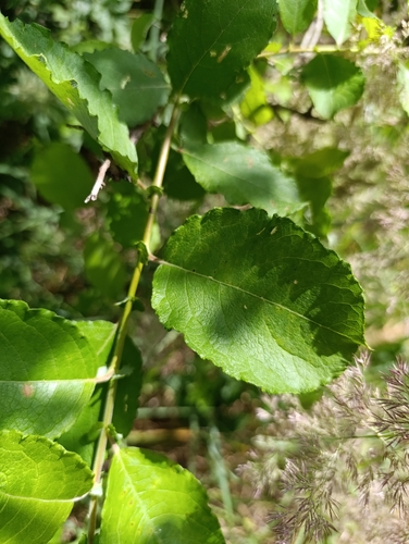 goat willow