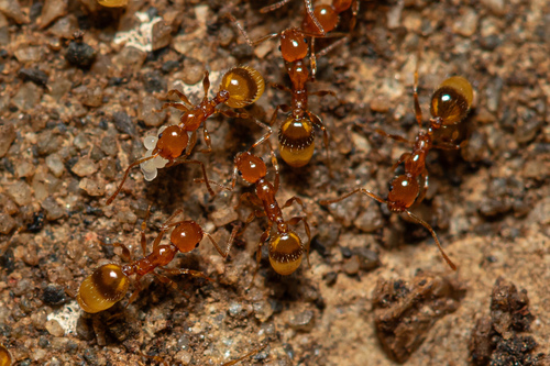 Temnothorax antigoniTemnothorax antigoni