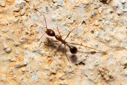 Aphaenogaster charesiAphaenogaster charesi