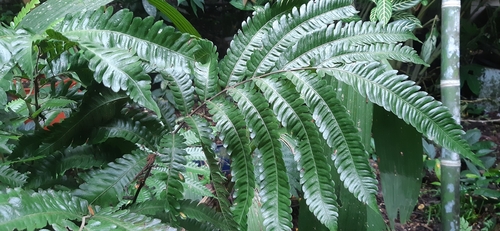 Woodsiaceae image