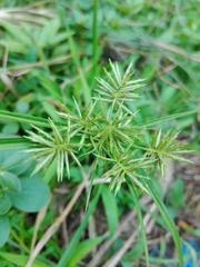 Image of Cyperus cyperoides