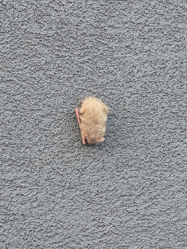 Tri-coloured Bat observed by justin64757