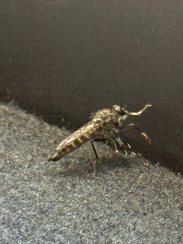 iNaturalist observation photo of Bladetails