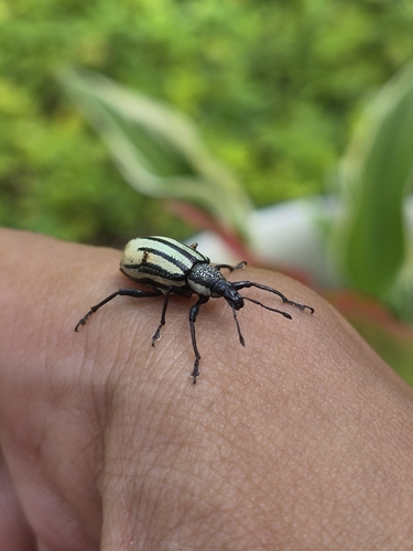 Diaprepes Root Weevil
