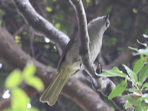 Black-browed Mountain Greenbul