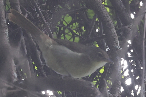 Cabanis's Greenbul