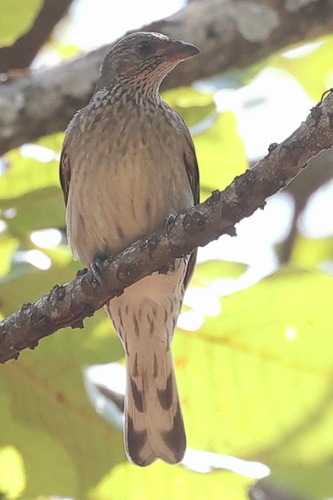 Scaly-throated Honeyguide