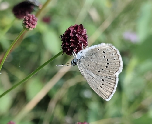 Scarce Large Blue