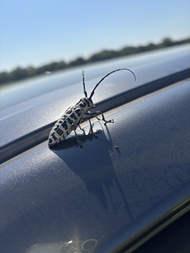 Cottonwood Borer