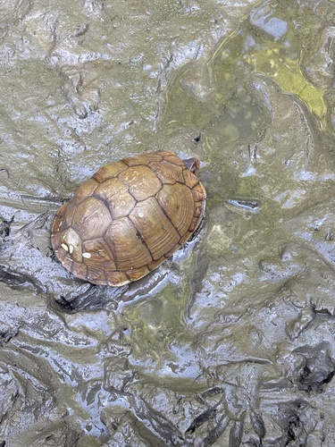 Three-toed Box Turtle