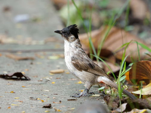 Sooty-headed Bulbul