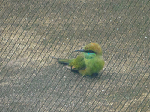 Asian Green Bee-eater