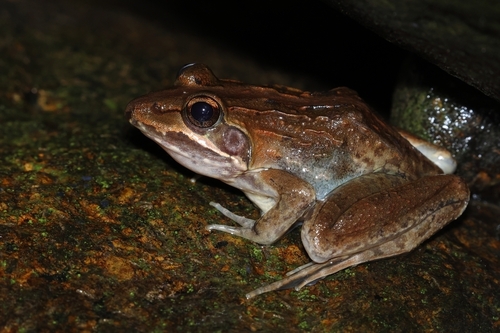 Common River Frog