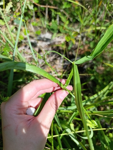 Narrow-leaved Everlasting-pea