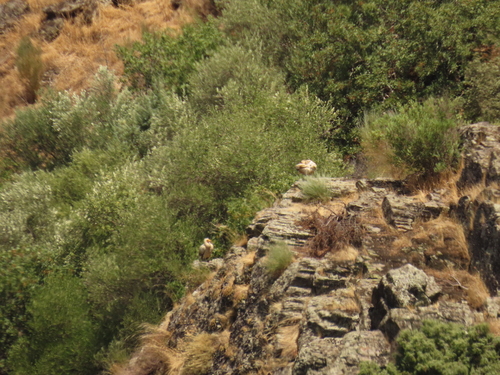 Egyptian Vulture