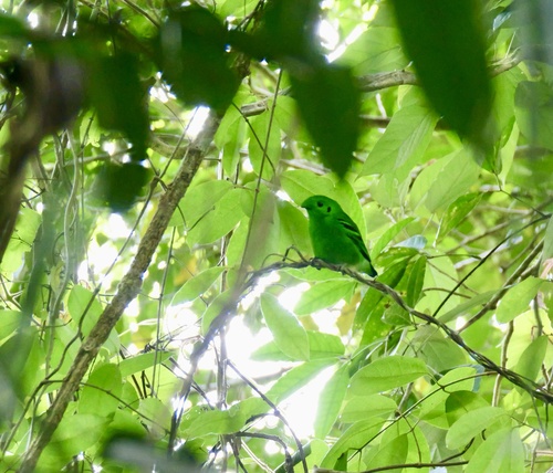 Green Broadbill