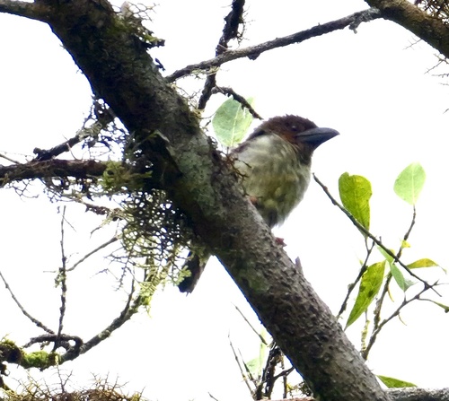 Sooty Barbet