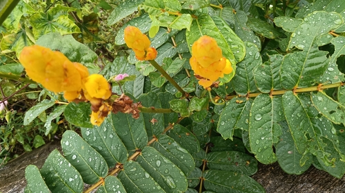 Candelabra Bush