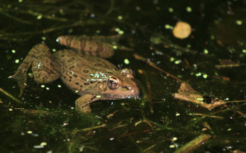 Forrer's Grass Frog