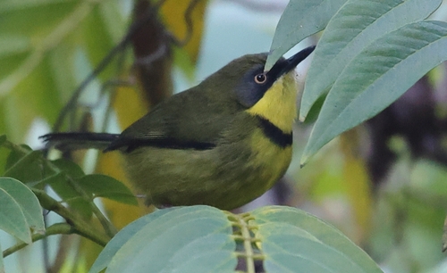 Yellow-throated Apalis
