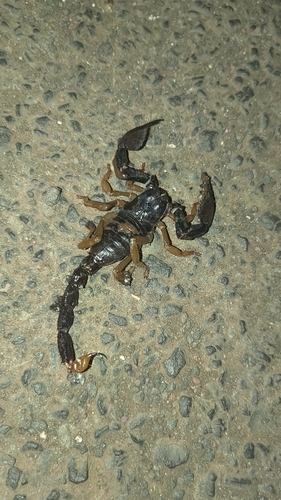 Yellow-footed Peninsular Black Scorpion