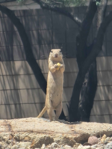 Round-tailed Ground Squirrel observed by mfick