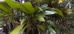 Image of Anthurium hacumense