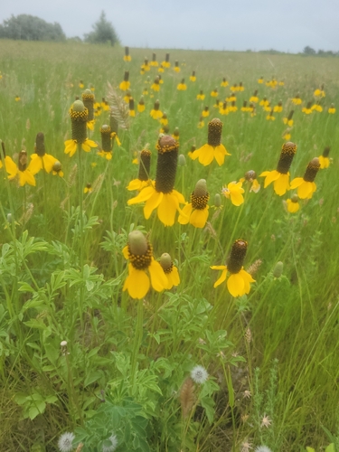 upright prairie coneflower
