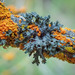 Shield Lichens and Allies - Photo (c) leftcoastnaturalist, all rights reserved, uploaded by leftcoastnaturalist