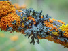 Shield Lichens and Allies - Photo (c) naturalisttrent, all rights reserved, uploaded by naturalisttrent
