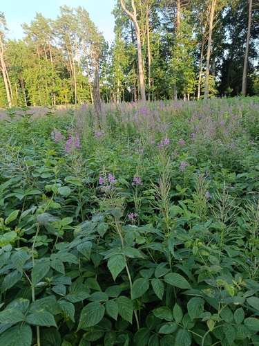 fireweed
