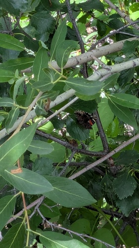 Red Admiral