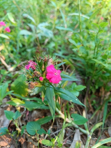 Sweet-William