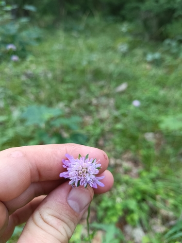 Field Scabious
