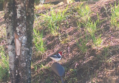 Red-cowled Cardinal