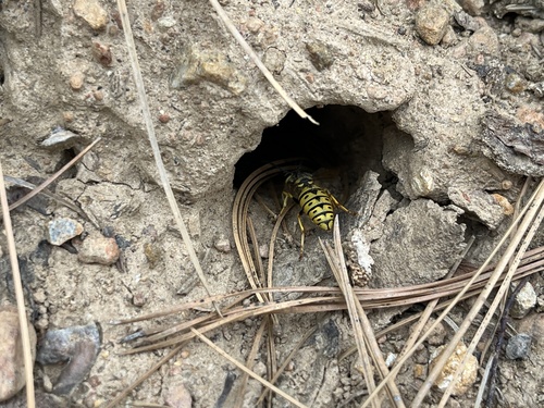 iNaturalist observation photo of Western Yellowjacket