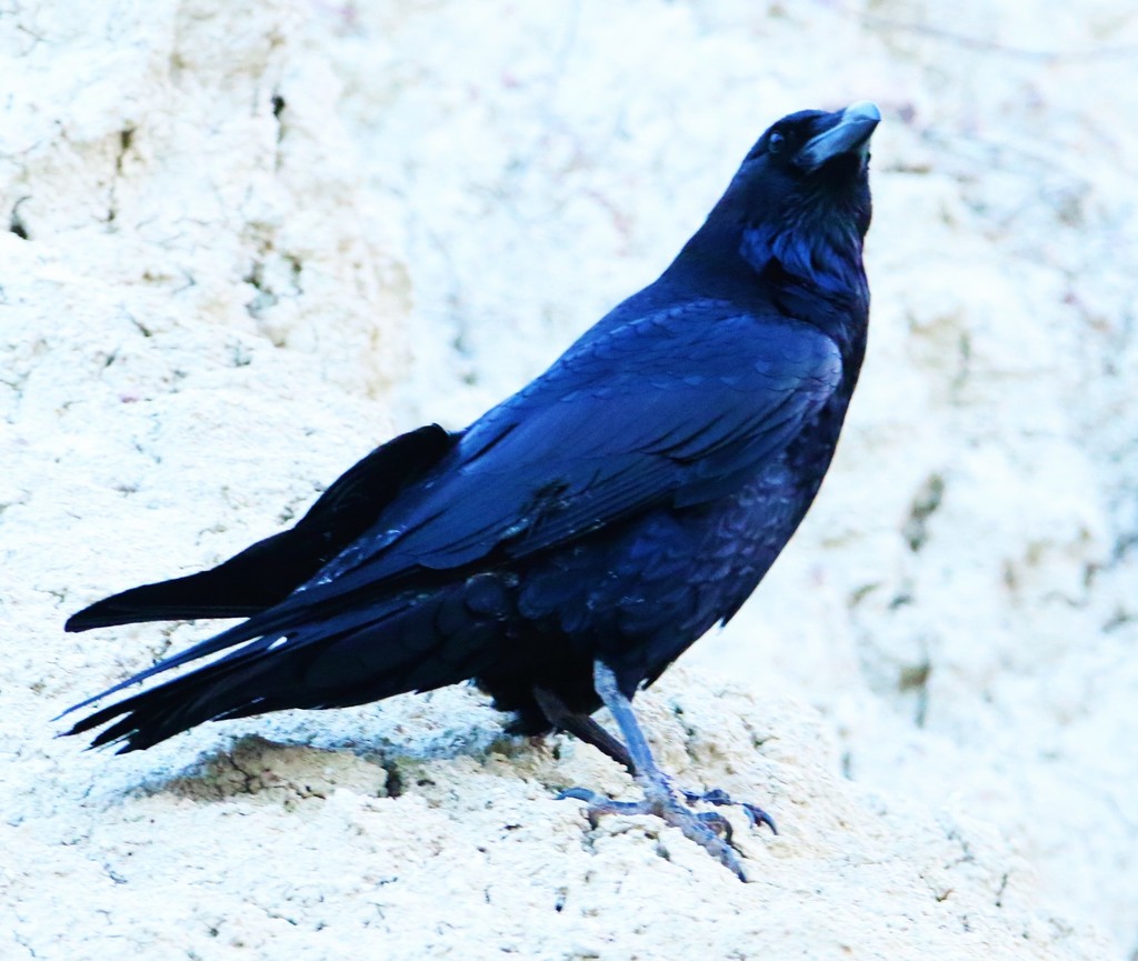 Common Raven from Aldama, Tamps., México on April 23, 2020 at 05:25 AM ...