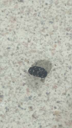 Lanorus aequalis