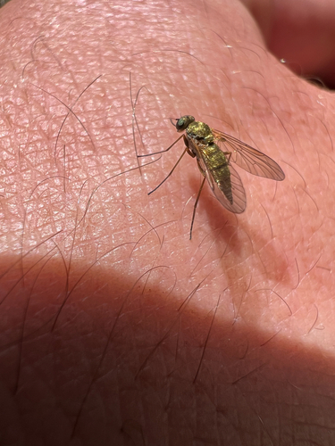 iNaturalist observation photo of Chrysopilus