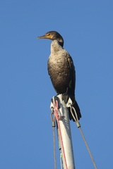 Double-crested Cormorant