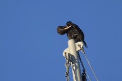Double-crested Cormorant