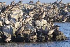 California Brown Pelican