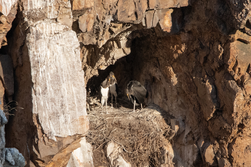 Black Stork