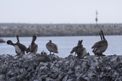 California Brown Pelican