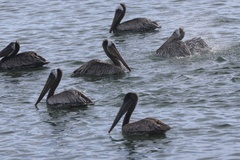 California Brown Pelican
