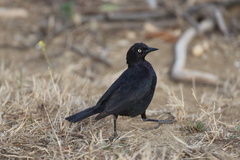 Brewer's Blackbird